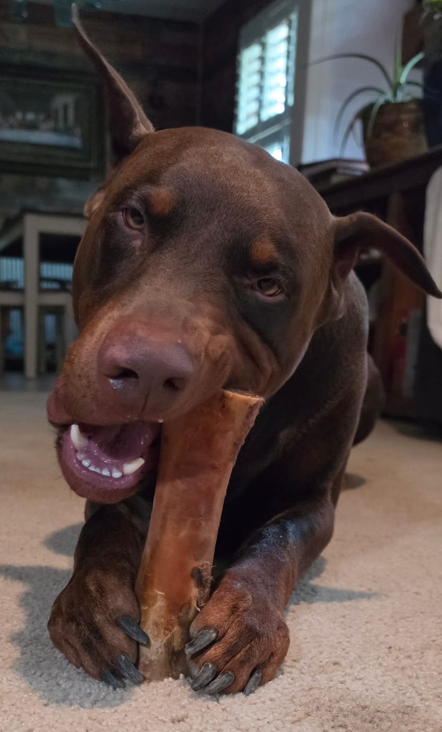 Customer photo review of Smoked Beef Marrow Bone