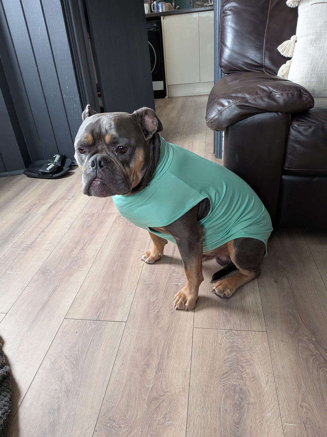 Customer photo review of Sunblock Dog T-Shirt 2-pack