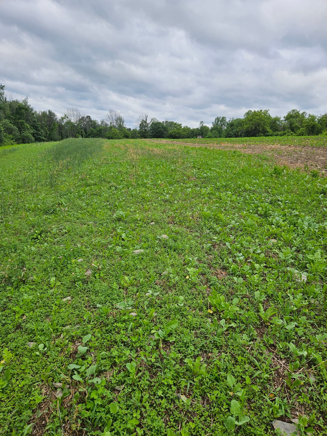 Customer photo review of No BS™ Food Plot Seed