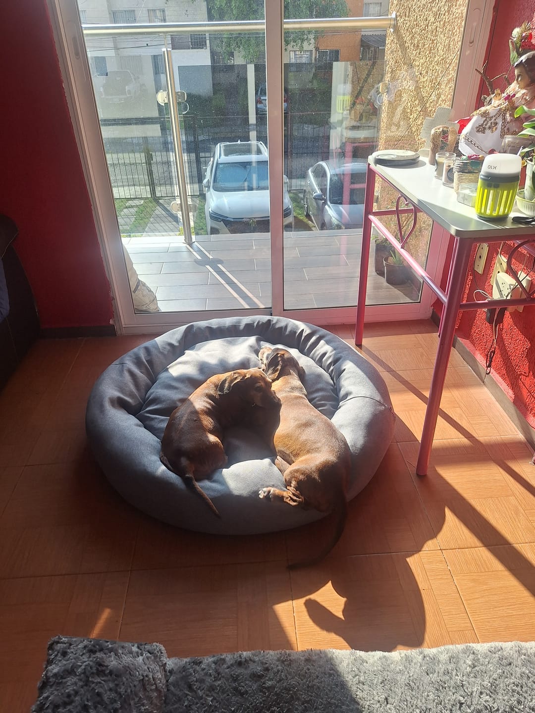Customer photo review of Funda Lino para Cama Antiestrés para Perros