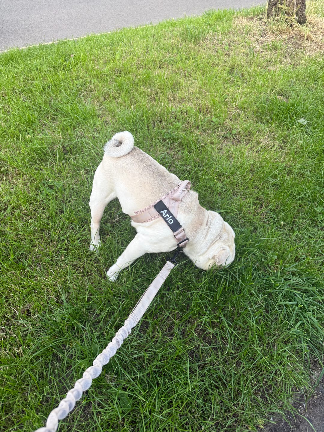 Customer photo review of ParoPet No Pull Dog Harness