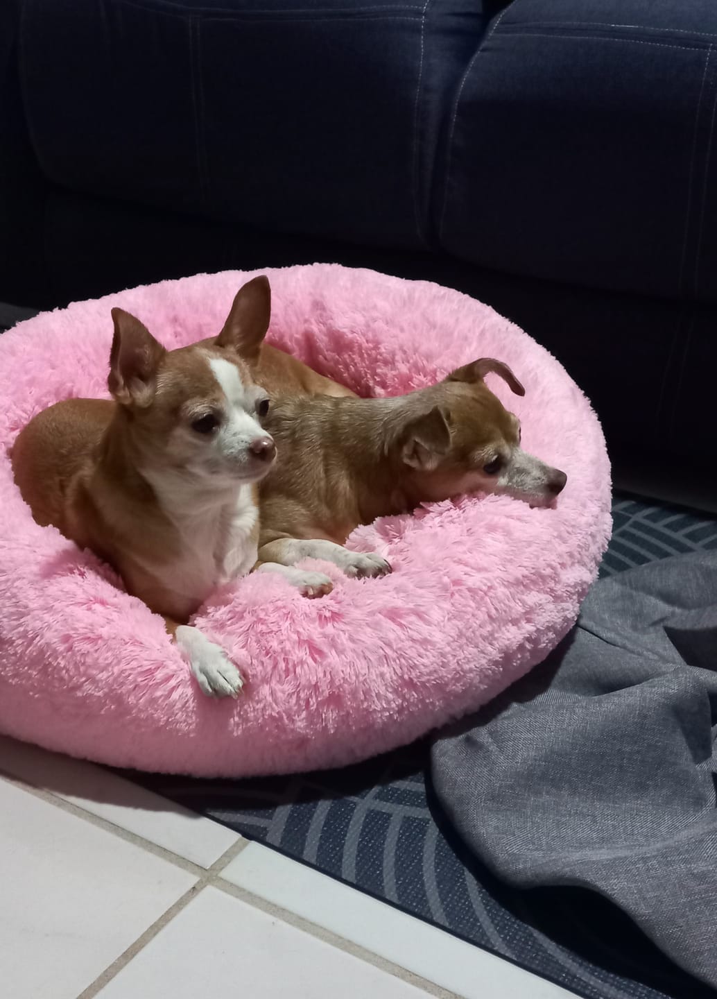 Customer photo review of Funda Lino para Cama Antiestrés para Perros