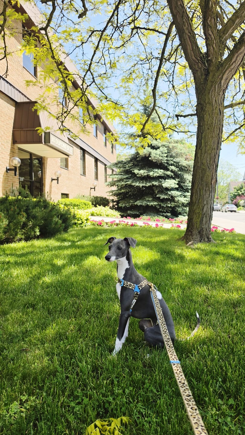 Customer photo review of No-Pull Harness (Leopard)