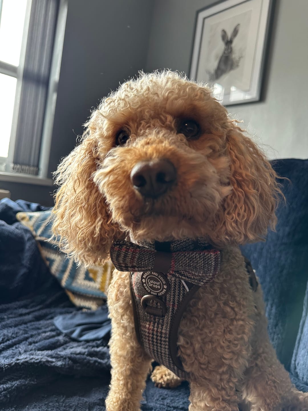 Customer photo review of Trail & Glow Tweed Dog Harness - Colour Drops - Heritage Plaid