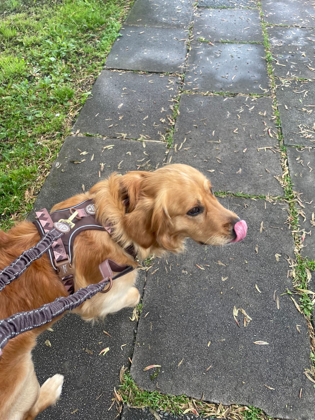 Customer photo review of Tough Trails™ Harness - Walkies Ready® Chocolate Brown