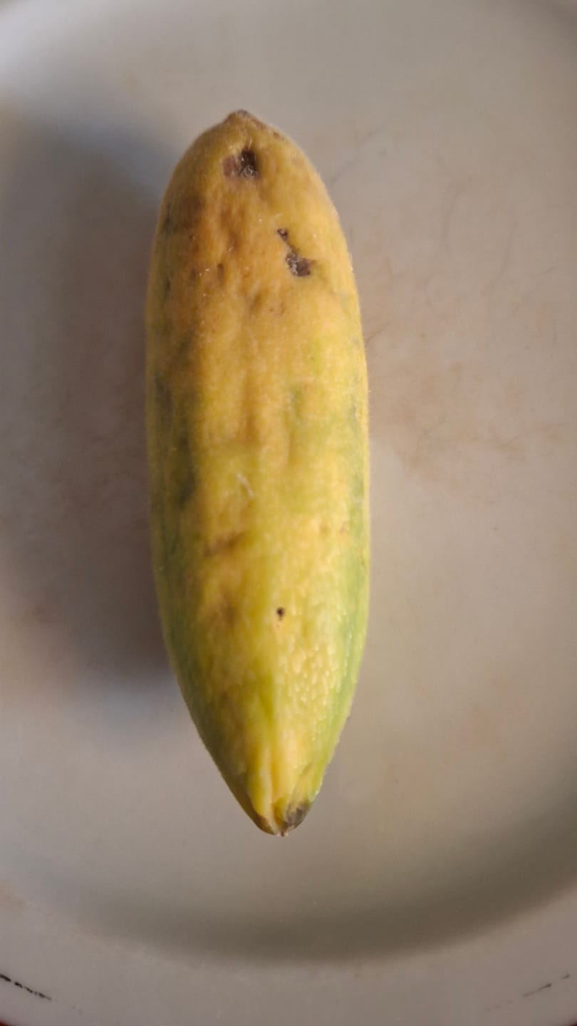 Customer photo review of Curuba (Bananen-Maracuja)