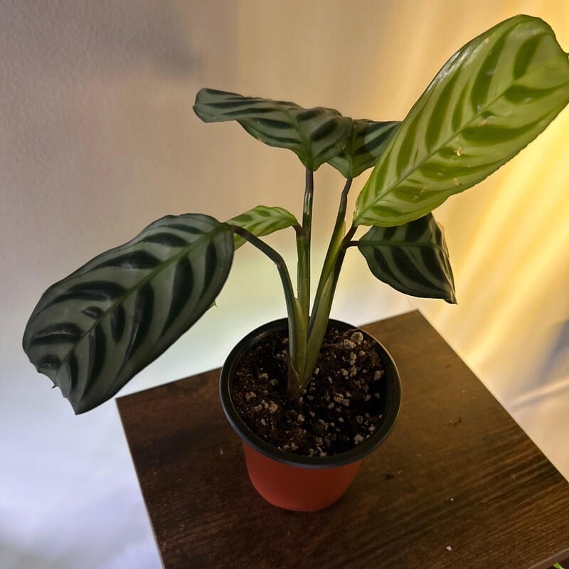 Customer photo review of Calathea Burle Marx in a 3” Nursery Pot - Maranta Amabilis Burle Marxii Starter Plant - Air Purifier Houseplant - Calathea Fishbone Prayer Plant