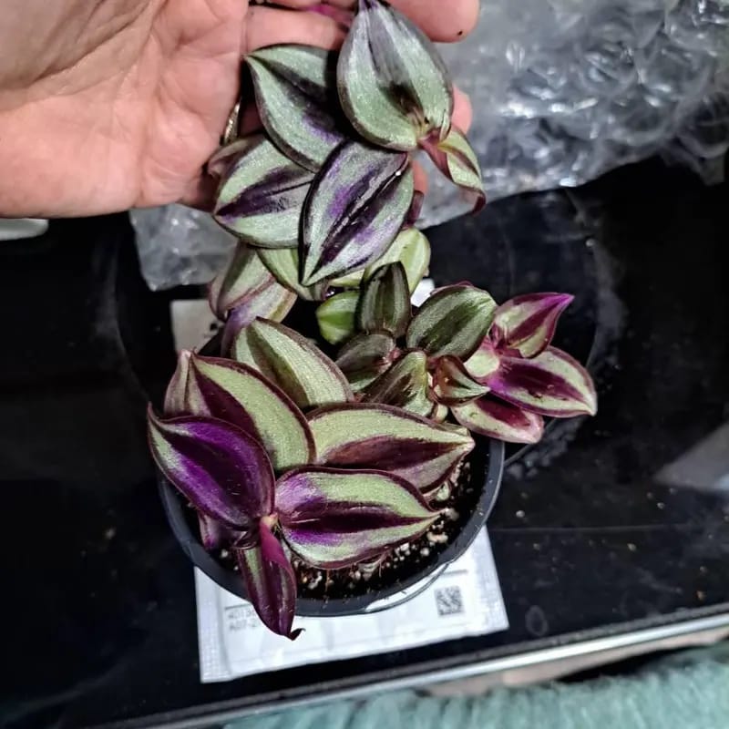 Customer photo review of Purple Wandering Jew in 3” Nursery Pot - Purple Tradescantia Plant - Low Light Houseplant - Pet Friendly Plant - Easy Indoor Plant