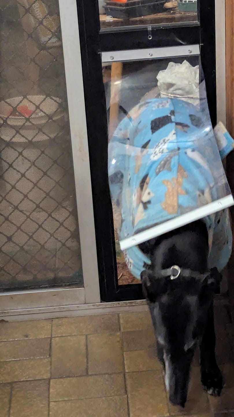 Customer photo review of Soft Flap for Greyhound Pet Door