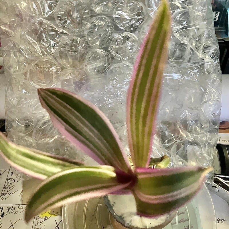 Customer photo review of Rhoeo tricolor - Rare Tradescantia - Rare purple variegated wandering Jew -  Mosses in the cradle - Beautiful Easy Care indoor plant