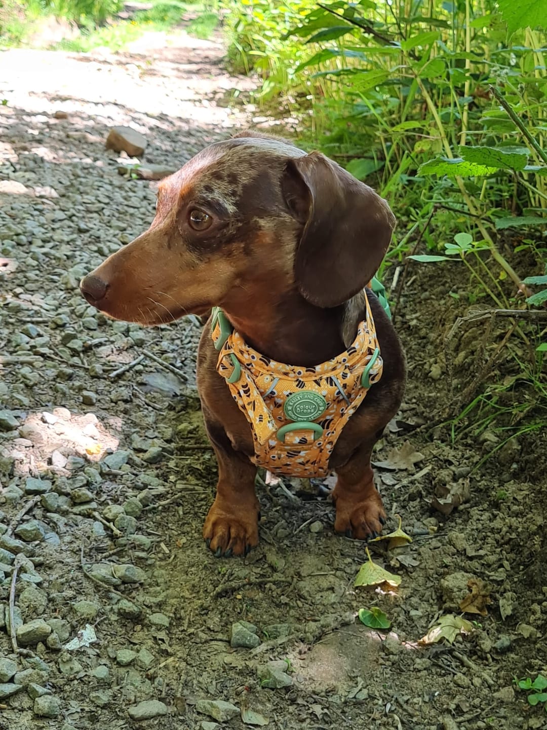 Customer photo review of Dog Harness - Colour Drops - Wanna-Bee