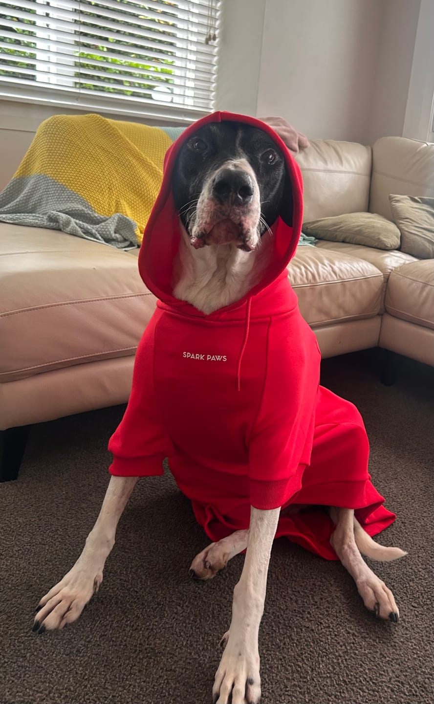 Customer photo review of Essential Dog Hoodie - Crimson Red