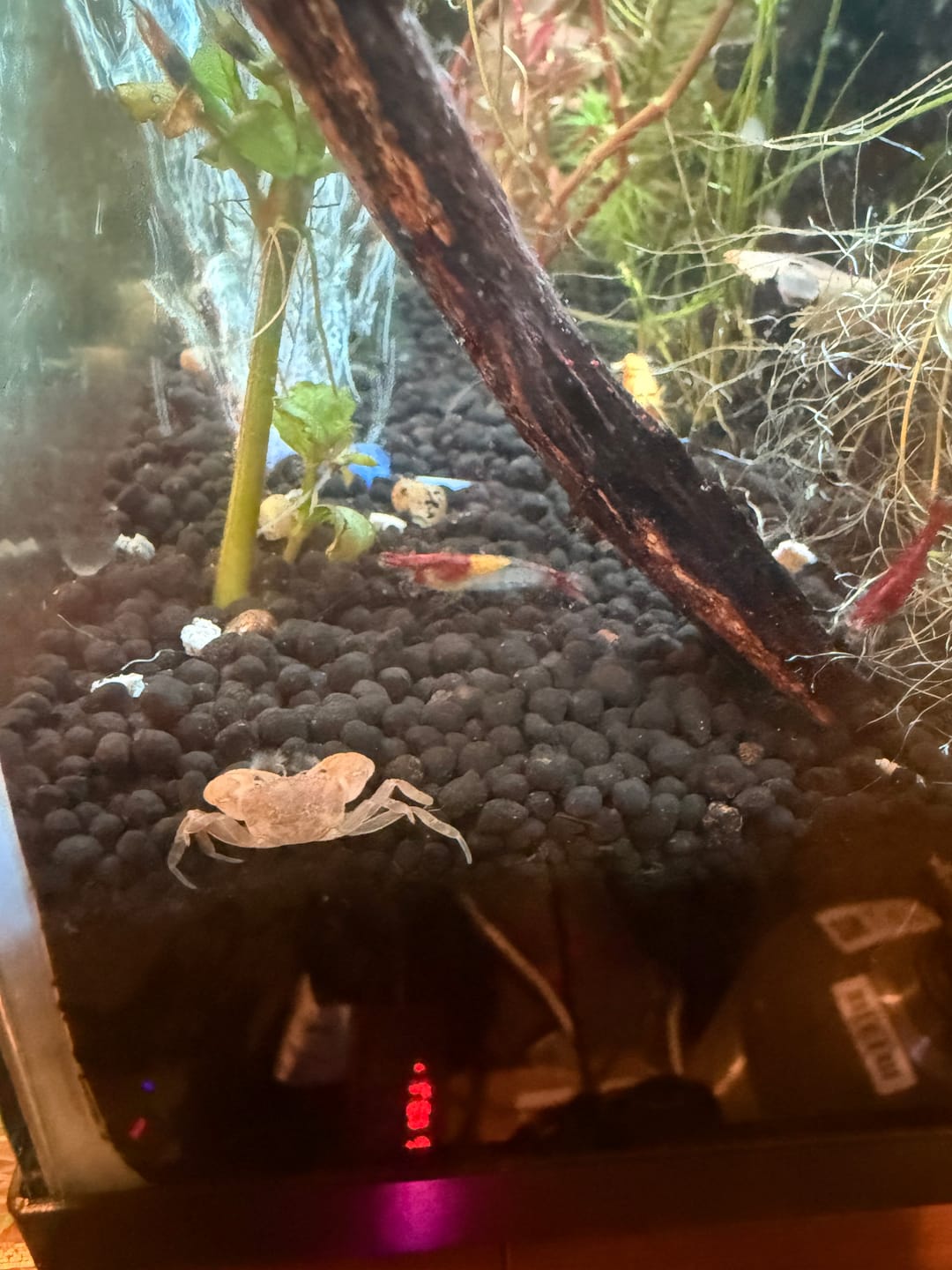 Customer photo review of Freshwater Pom Pom Crab (Ptychognathus barbatus)