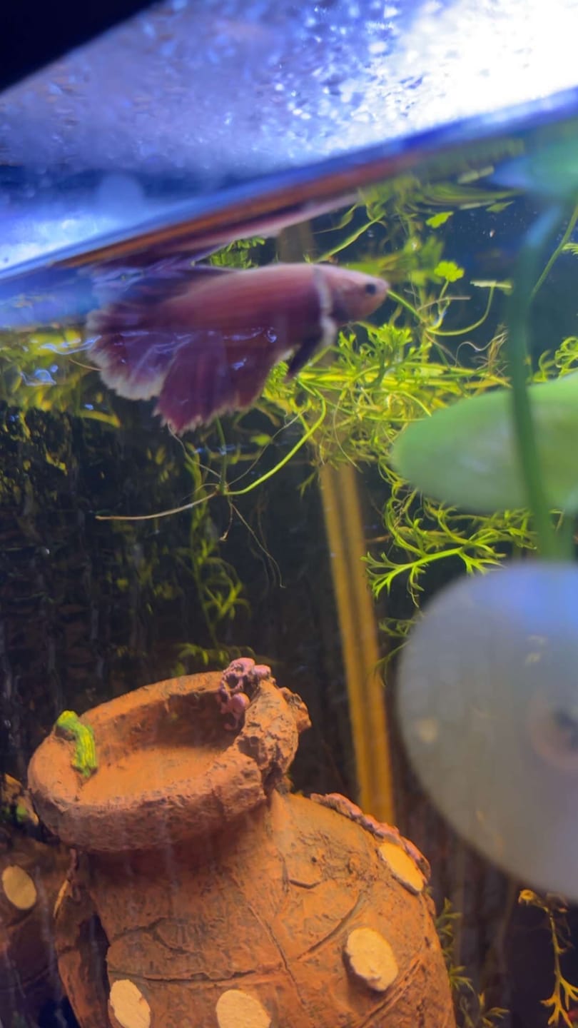 Customer photo review of Rare Pair Dumbo Halfmoon Purple Butterfly Betta Fish (Male & Female)