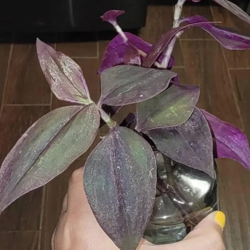 Customer photo review of Tradescantia Pink Paradise in 3" Grow Pot - Wandering Jew Live Plant - Vibrant Pink Foliage - Easy and Low Maintenance Houseplant