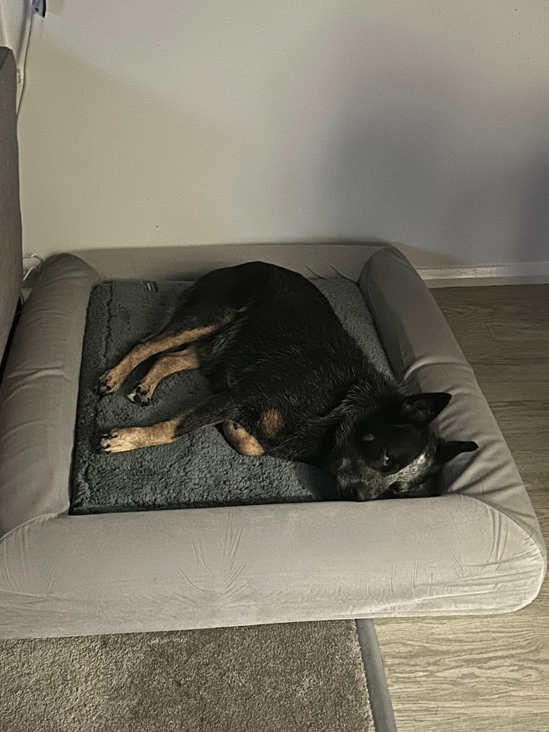 Customer photo review of Orthopaedic Memory Foam Dog Bed