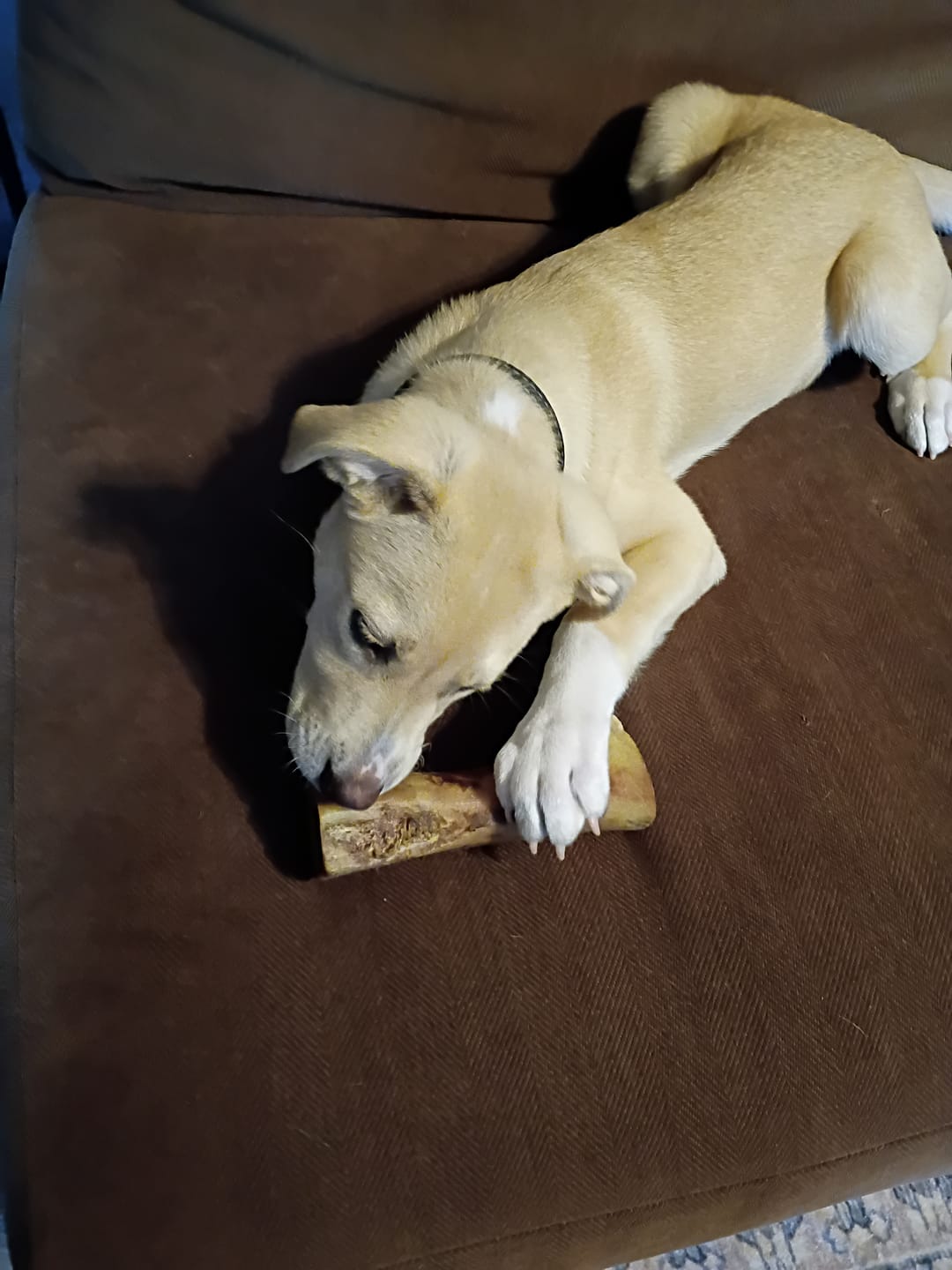 Customer photo review of Gift Bundle: 2 Large Yak Chews and a 6" Hickory Smoked Bully Stick