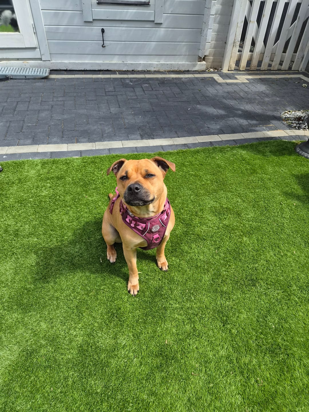 Customer photo review of Tough Trails™ Harness - Walkies Ready® Mulberry