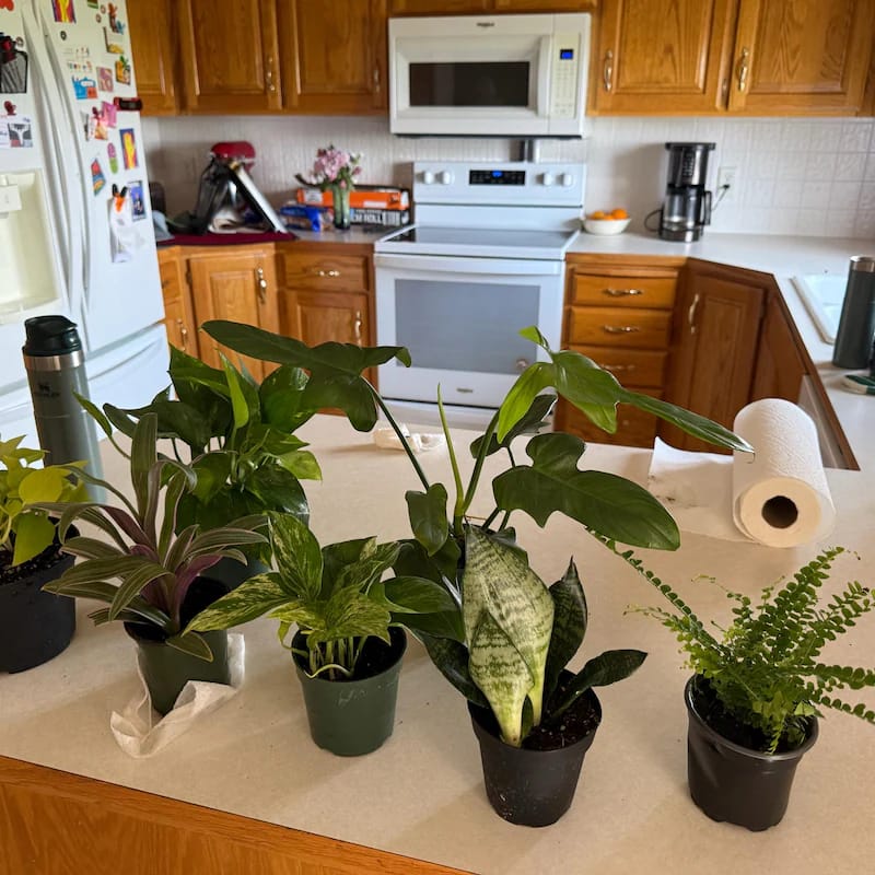 Customer photo review of Rhoeo tricolor - Rare Tradescantia - Rare purple variegated wandering Jew -  Mosses in the cradle - Beautiful Easy Care indoor plant