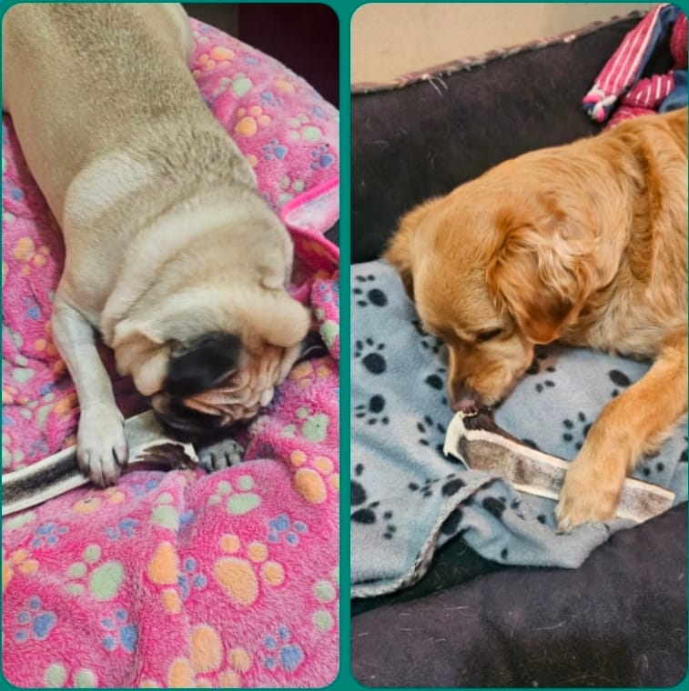 Customer photo review of Asta de ciervo para perros - Principiante