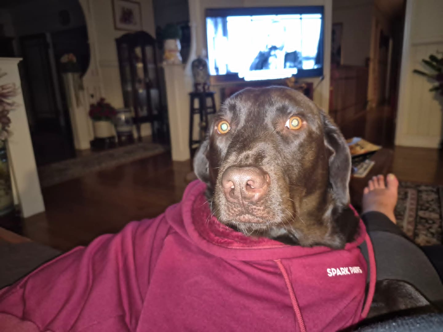 Customer photo review of Essential Dog Hoodies