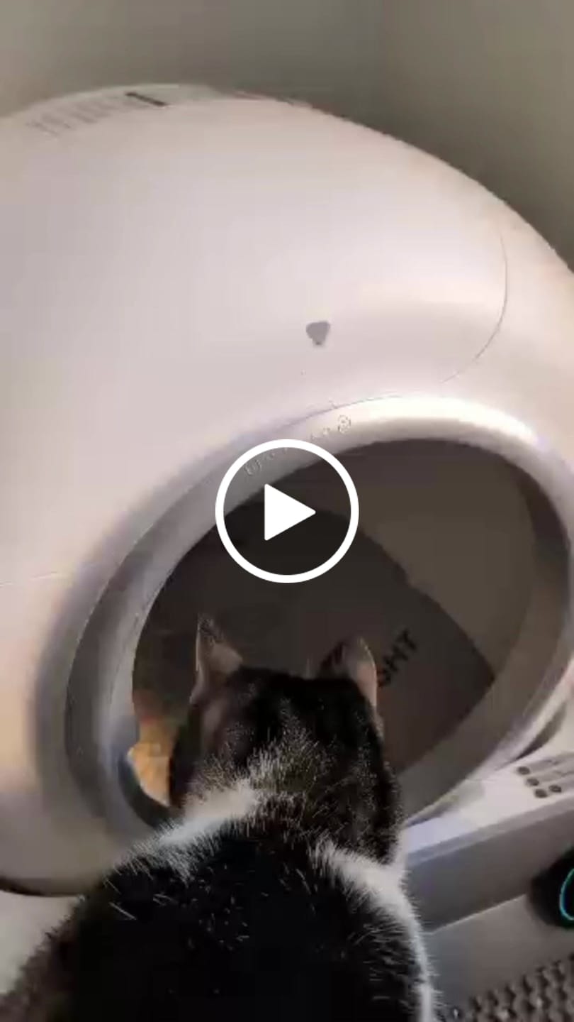 Customer video review of Petbuds™ Pro 2026 Automatic Self-Cleaning Litter Box
