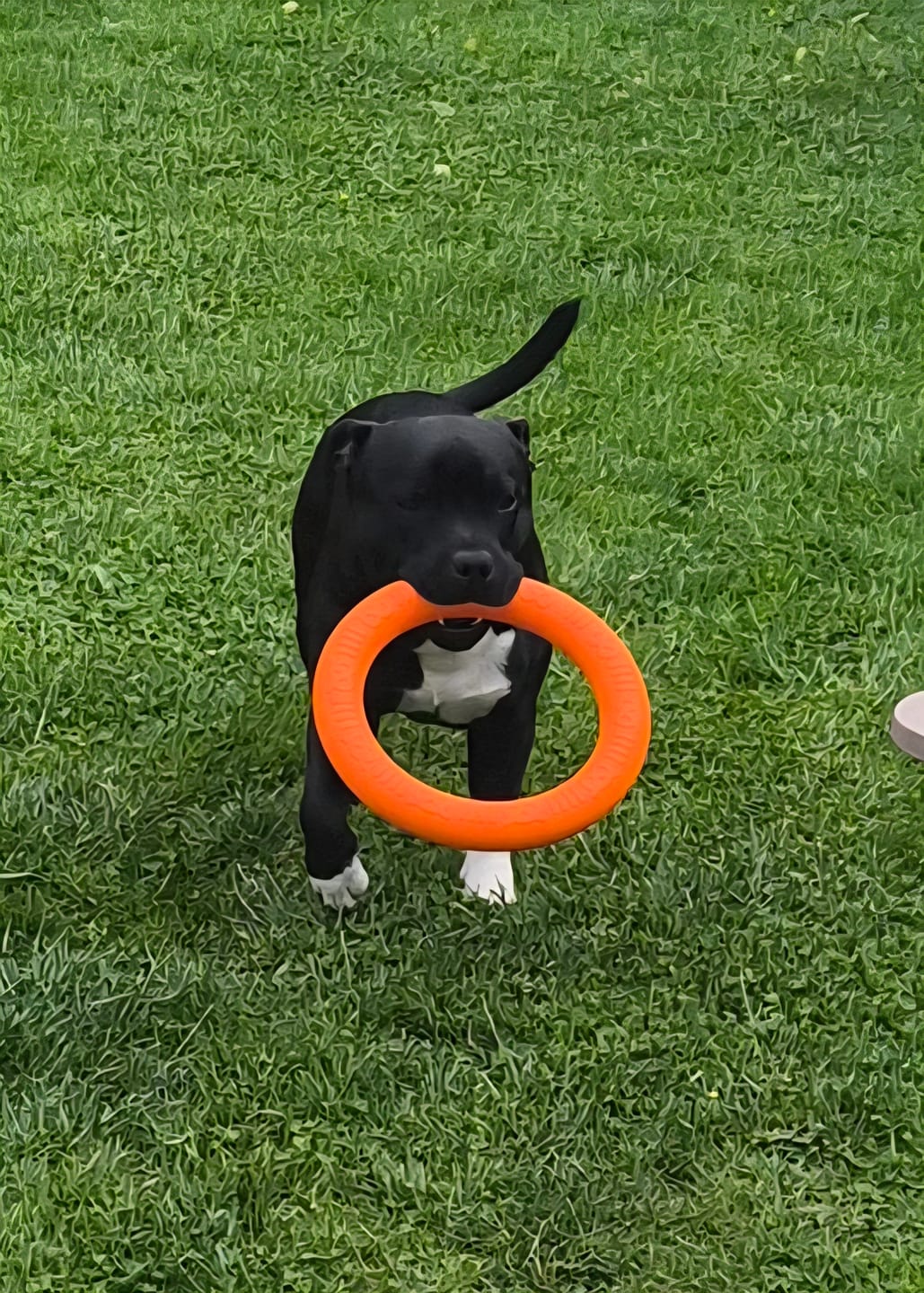 Customer photo review of Staffordshire Bull Terrier 1935® Pull Ring - Orange - 1pc