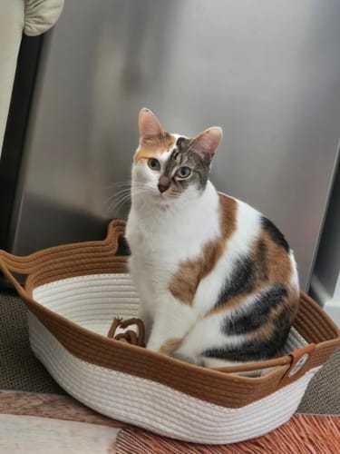 Customer photo review of Instinct Basket | Meet the first research-backed natural territory for indoor cats