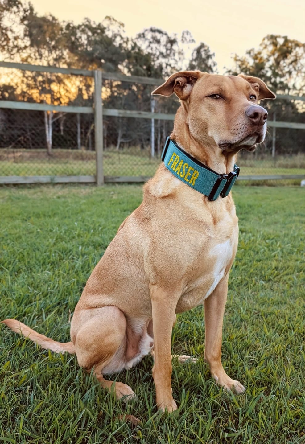 Customer photo review of Personalized Bully Proof Collar