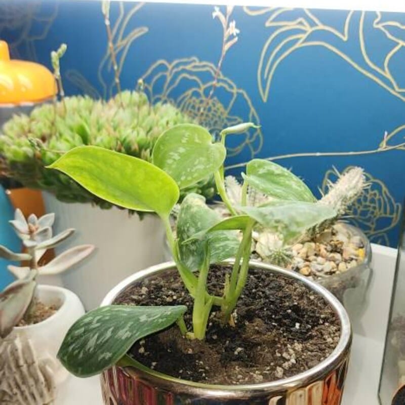 Customer photo review of Silver Pothos Cuttings - RARE Silver Satin or Silvery Anne - Easy Care low light indoor plant - Hardy Houseplant with elegant silver spots