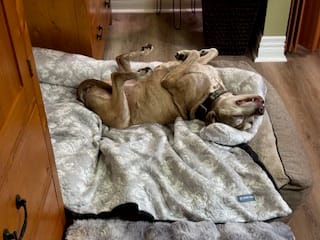 Customer photo review of Frostcore™ Cooling Couch Cover Dog Bed