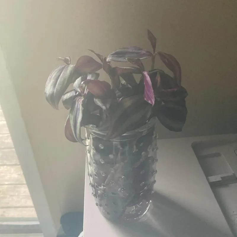 Customer photo review of Wandering Jew Unrooted Cuttings - Gorgeous Purple Pink Variegated Foliage - Extremely Easy Care Hardy Houseplant - Low to Medium Light