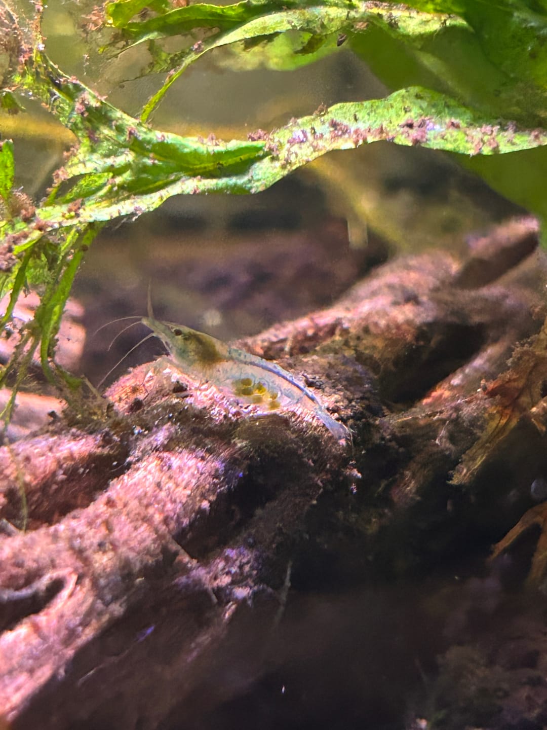 Customer photo review of Blue Velvet Shrimp
