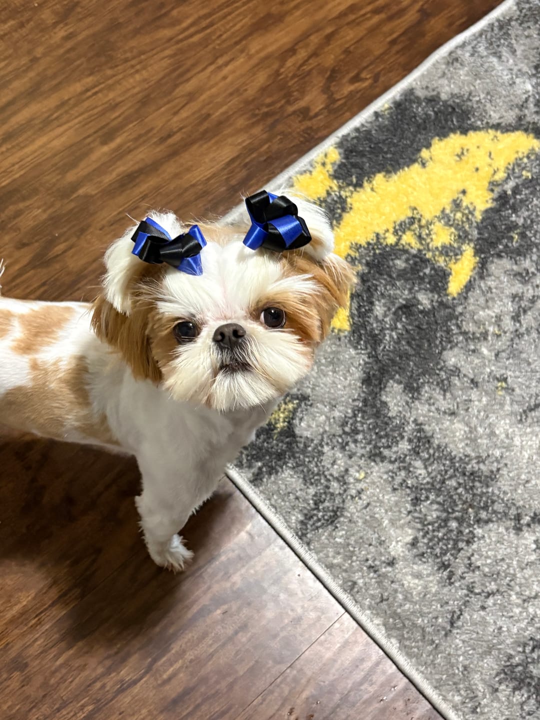 Customer photo review of Bravecto Chew for Dogs - Long-Lasting Flea & Tick Protection
