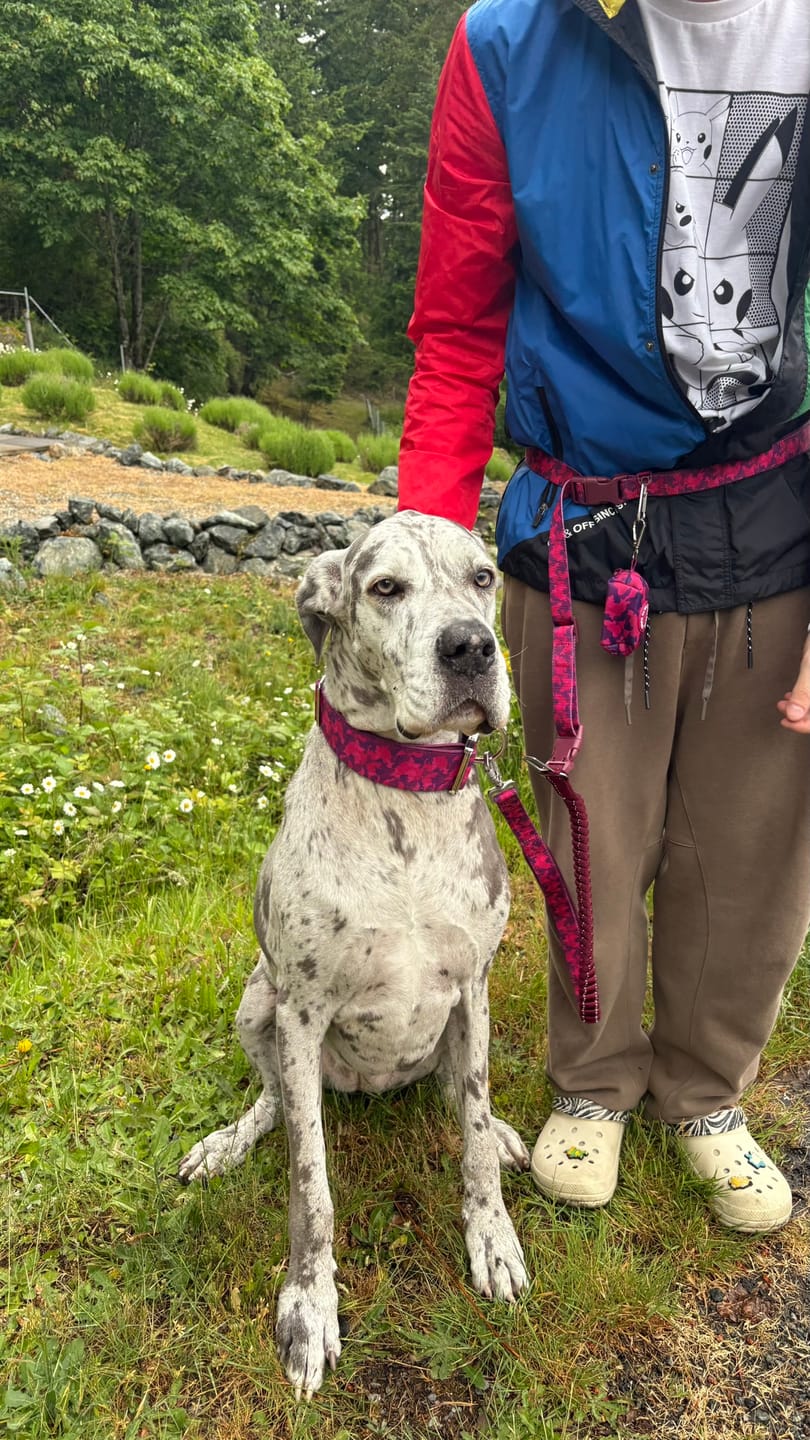 Customer photo review of Comfort Control Collar and Multipurpose Leash Set - Fuchsia Camo