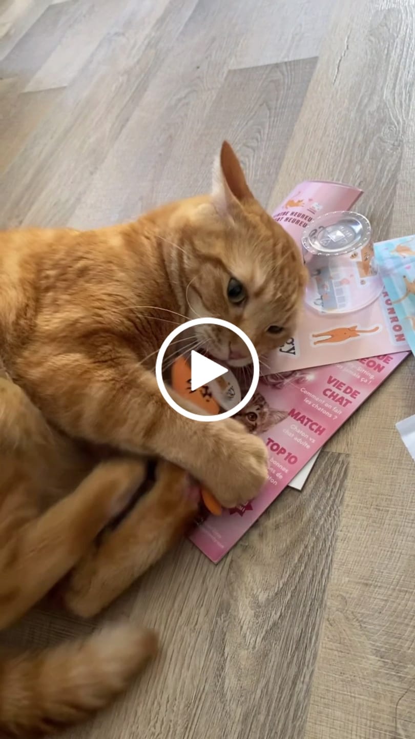 Customer video review of Peluche Ziggy - Cataire