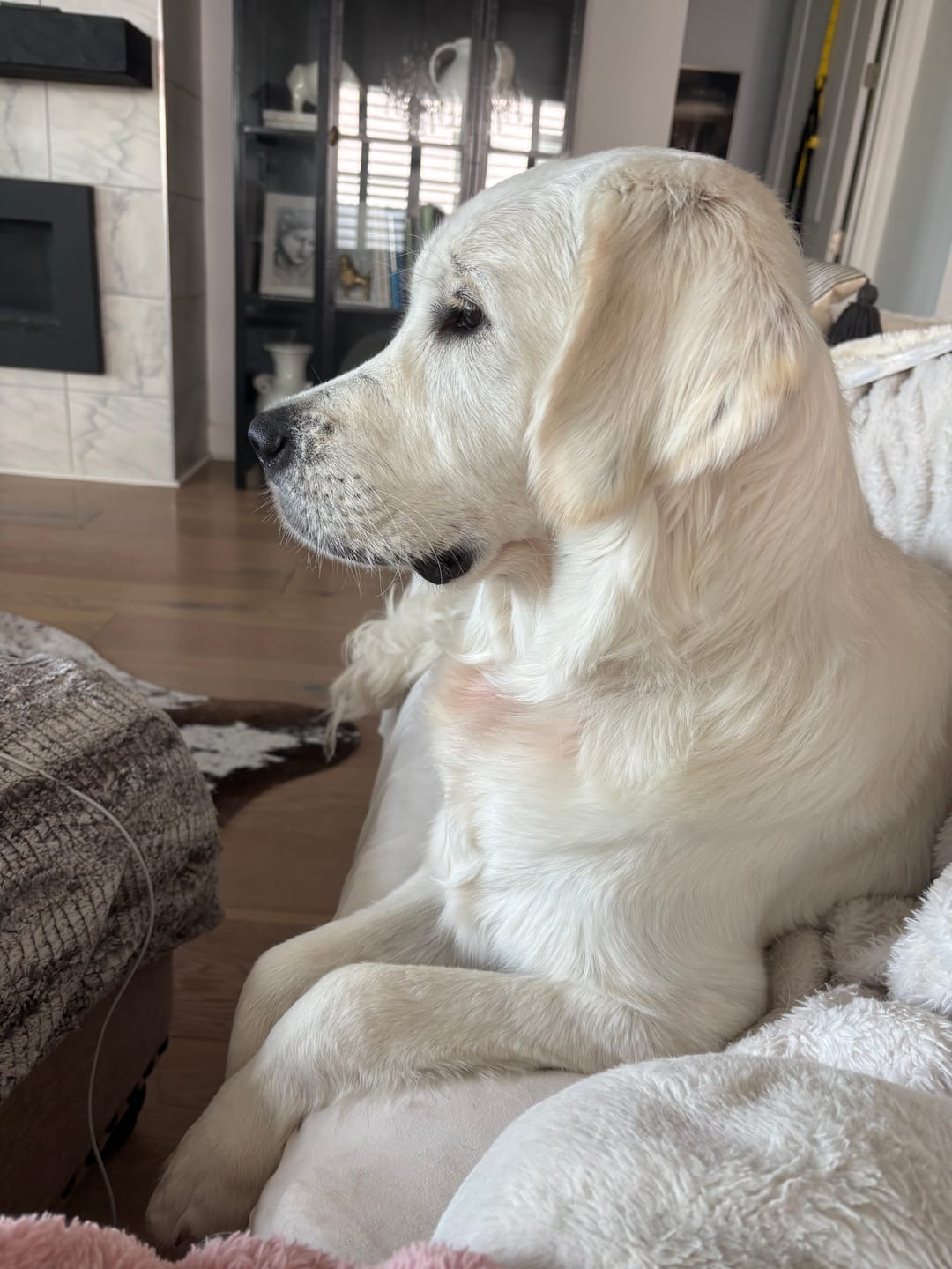 Customer photo review of 12 Inch Jumbo Bully Stick