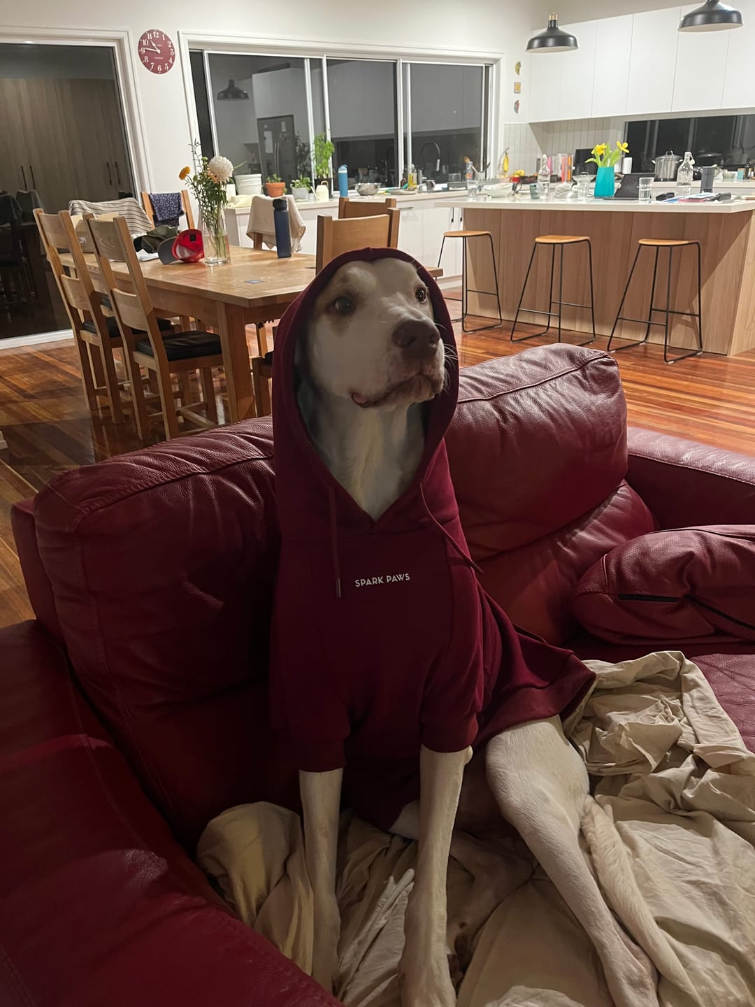 Customer photo review of Essential Dog Hoodie - Burgundy