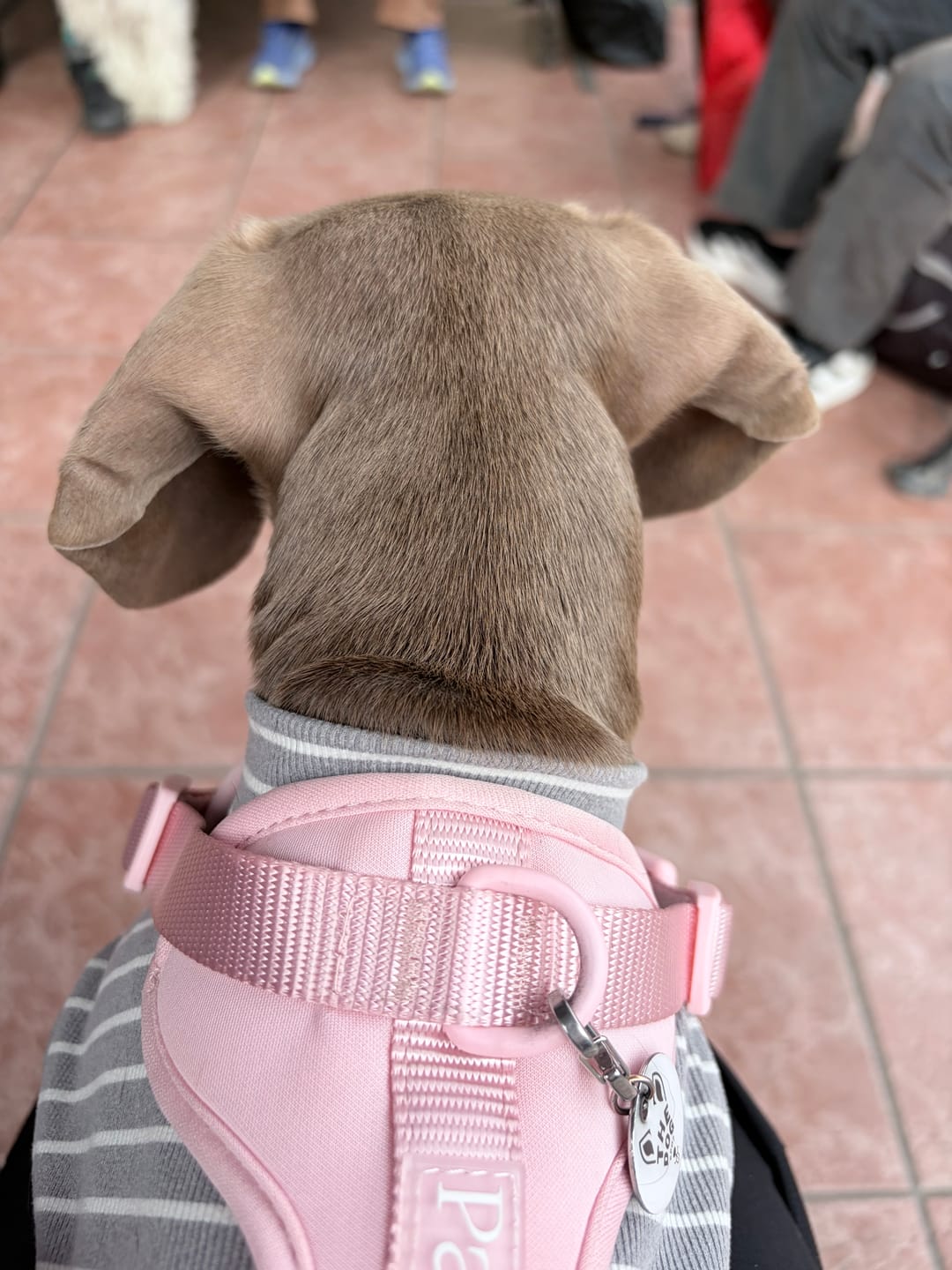 Customer photo review of Arnés Paws