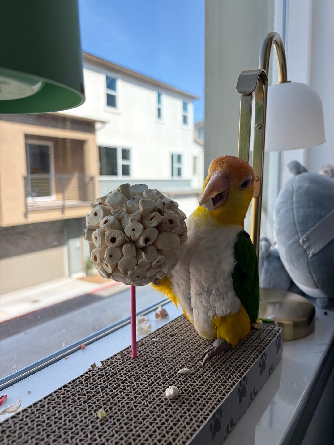 Customer photo review of Sola Crepe Balls
