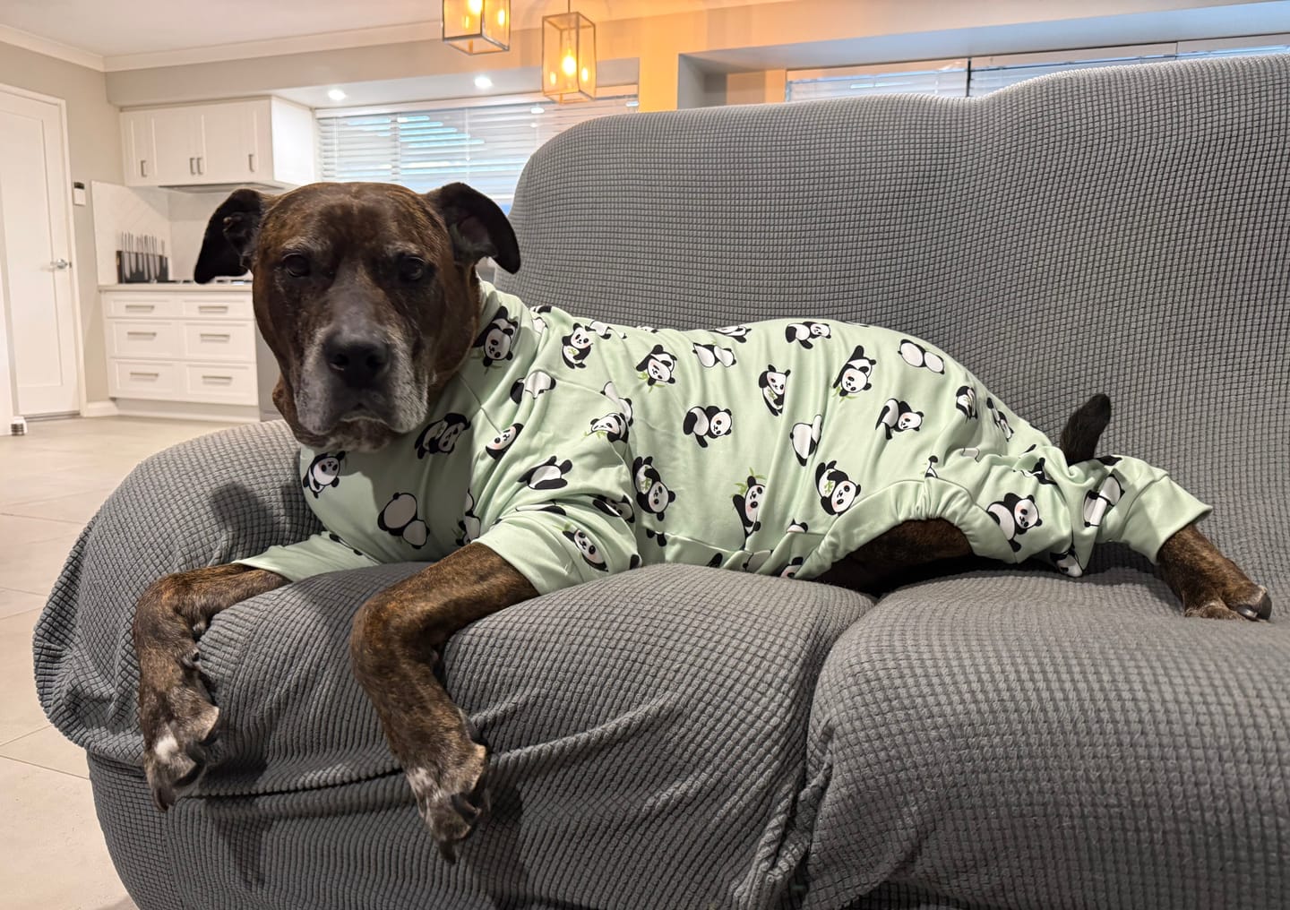 Customer photo review of Dog Pajama - Panda
