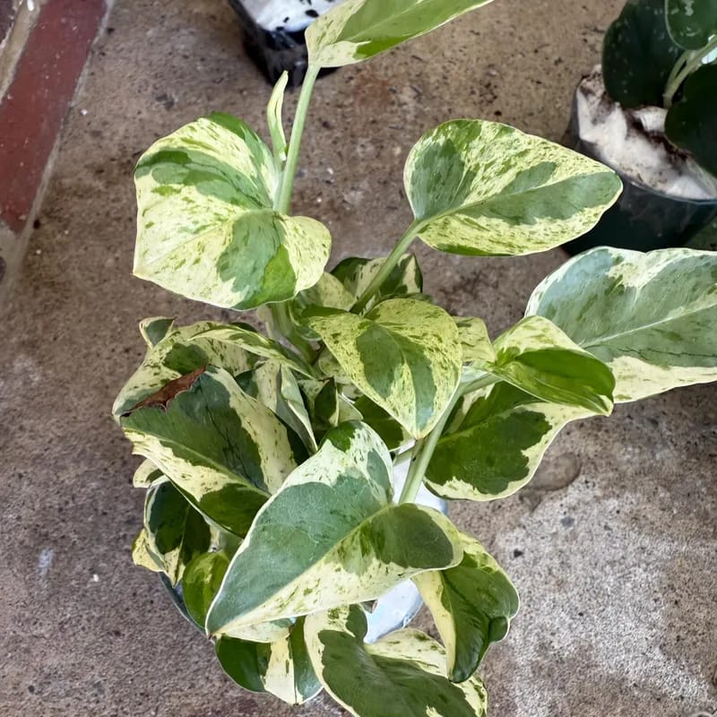 Customer photo review of Live Pearls and Jade Pothos in a 4" Nursery Pot