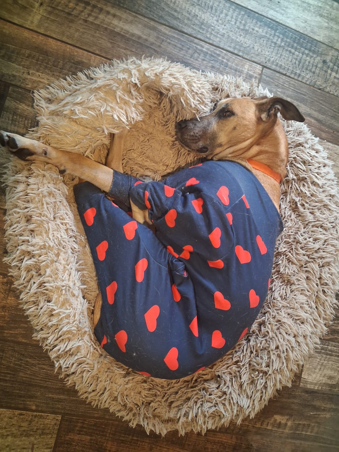 Customer photo review of Dog Pajama Prints