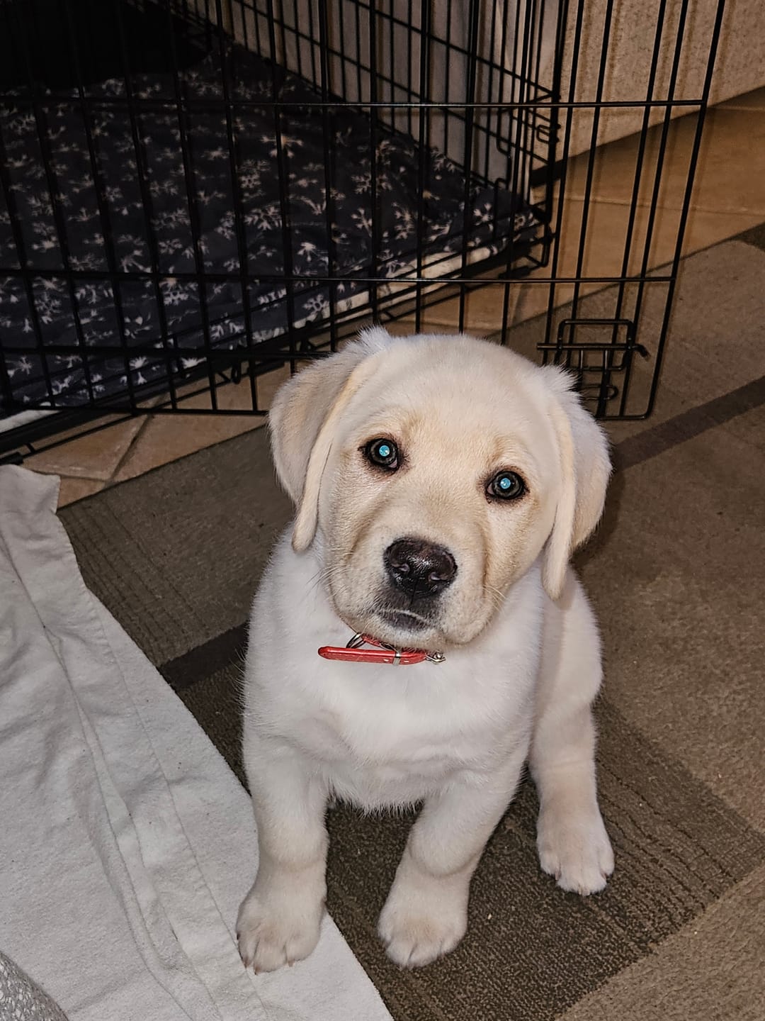 Customer photo review of 12 Inch Jumbo Bully Stick
