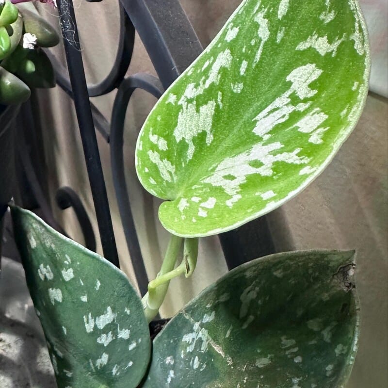 Customer photo review of Silver Pothos Cuttings - RARE Silver Satin or Silvery Anne - Easy Care low light indoor plant - Hardy Houseplant with elegant silver spots