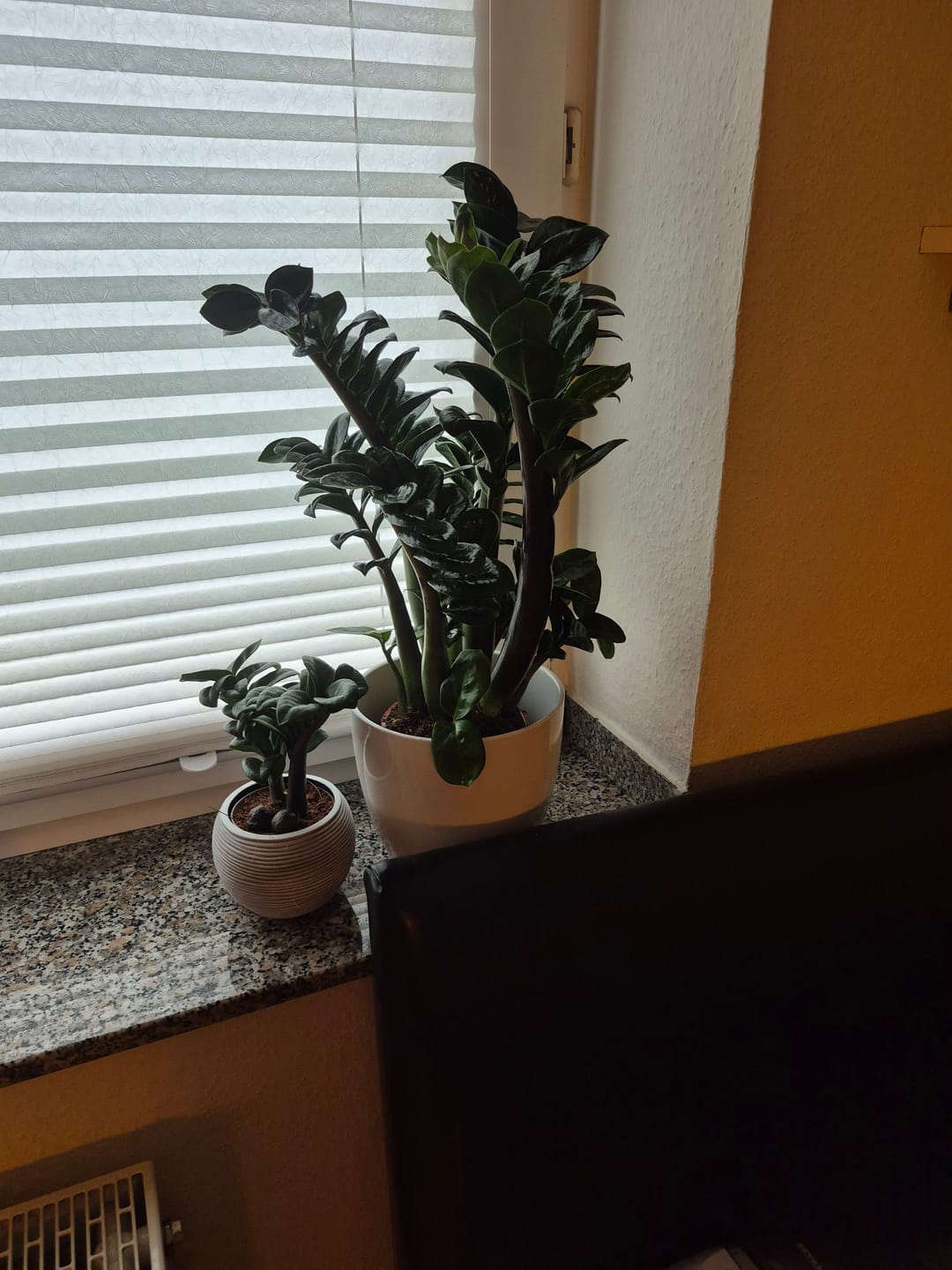Customer photo review of ZAMIOCULCAS ZENZI