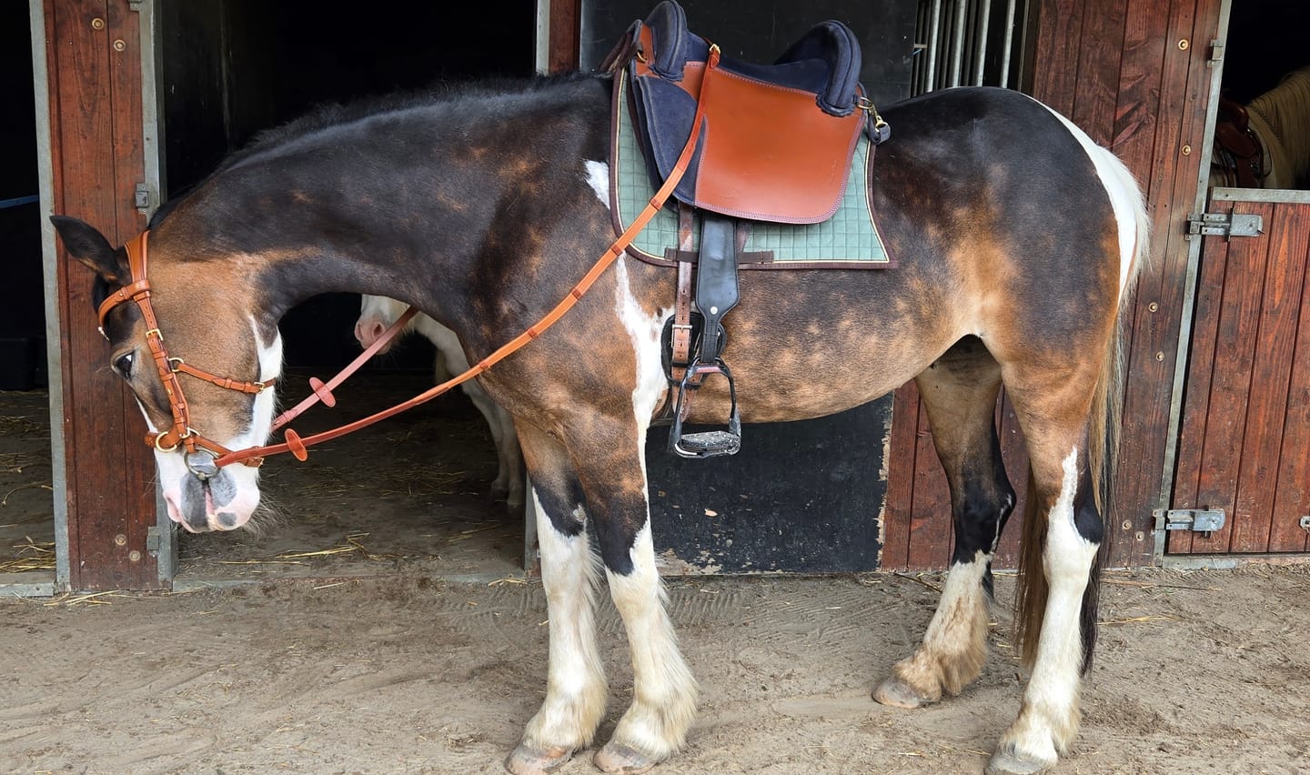 Customer photo review of Soft leather reins