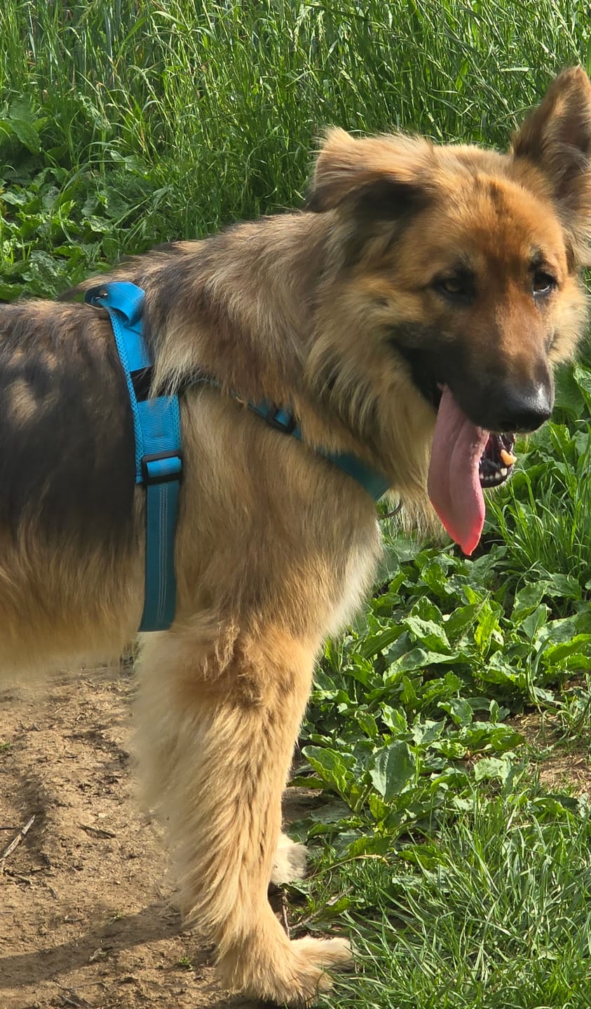 Customer photo review of ParoPet No Pull Dog Harness
