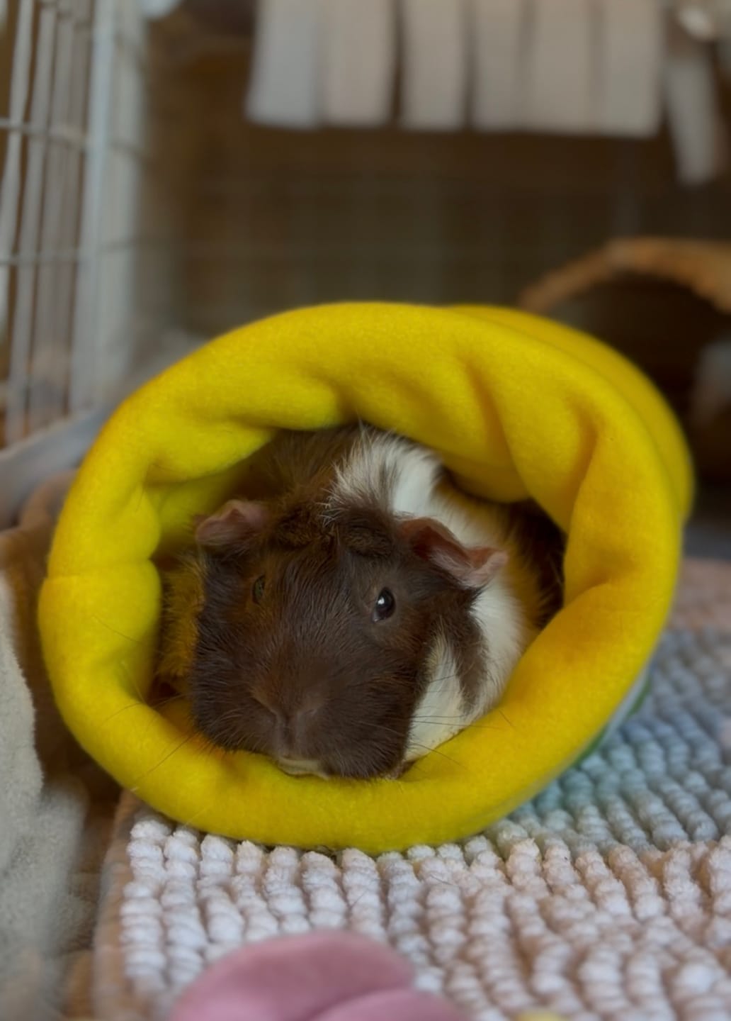 Customer photo review of Guinea Pig Tunnel | Amalfi Collection