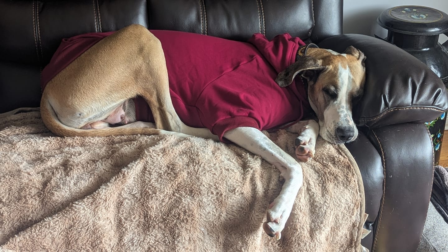 Customer photo review of Essential Dog Hoodie - Burgundy